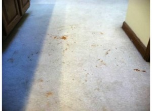 How to Get Liquid Foundation Out Of Carpet
